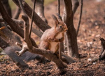 The SQUIRRELTONS