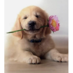 PuppyLuvs