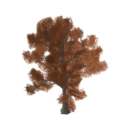 Autumn Oak Halloween Tree Orange Fall Nature