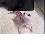 Happy lizard