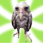 Wet Owl Studio