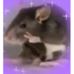 Beautiful rat team
