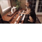 The dogs take stand