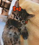 dohnut_luver