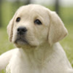 puppy games yt group