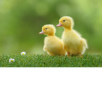 TEH TEH #DUCKSQUAD