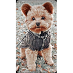Puppysulwthatworldr