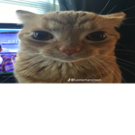 bread of cat