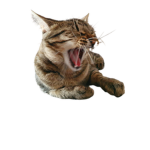 The Meowingtons