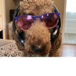 poodles who eat donuts