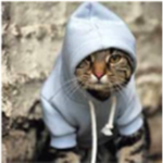 Cool_Cat Productions