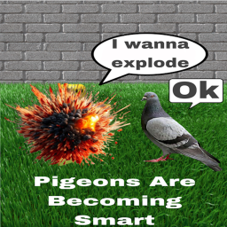 Pigeons are becoming smart!