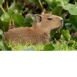 The Capybara Hunts