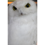 Little_owls