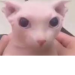 Bingus the dingus