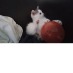 Cats dddds