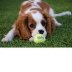 the amazingly cute puppy group!