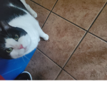 Cats (official group