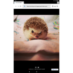 HEDGEHOGS FOR LIFE!!!!!!!