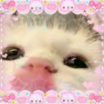 Grupo kawaii y gatitos :3