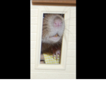 RAT SOLDIERS!