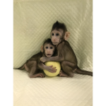 Keira's Gorillas