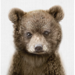 Bear Twins!