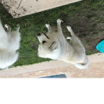 Dogs cute