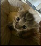 Olaaa lexi