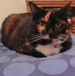 Cat Loaf Cult
