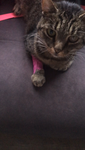 My CATsss