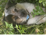 Sup little pup
