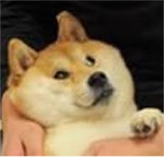 dogeboy fan group