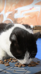 Kay’s cat