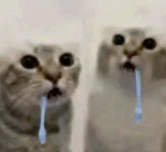 Fast catsssssssss