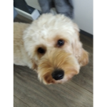 Cookieismydog