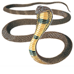 Cobra Clan!