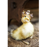 TEH #KING OF DUCKS