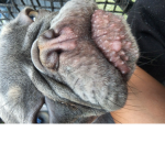 Moon my dog