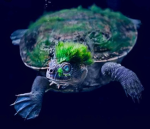 Turtlesrule's Group