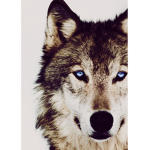 Wolf Fans Company Group Thumbnail