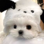 pupp's outfit