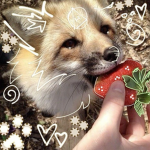 TM Fennec Foxes