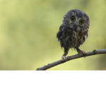 OwlValkor Fan Club