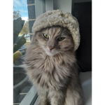 berrycats