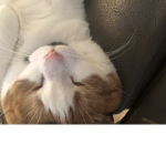 PookieKins