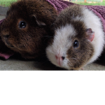 The Guinea Group