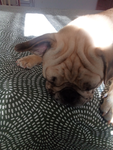 The200IQPugs