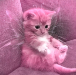dreampaws