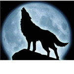 Wolf Packs.